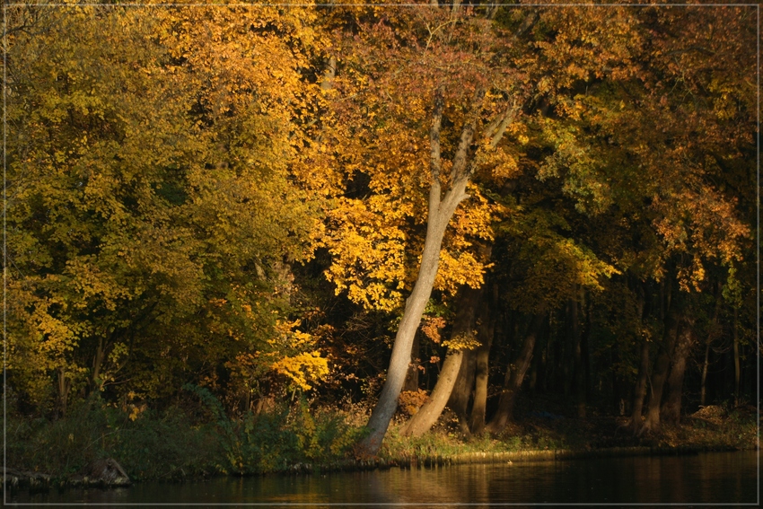 Herbstlicht