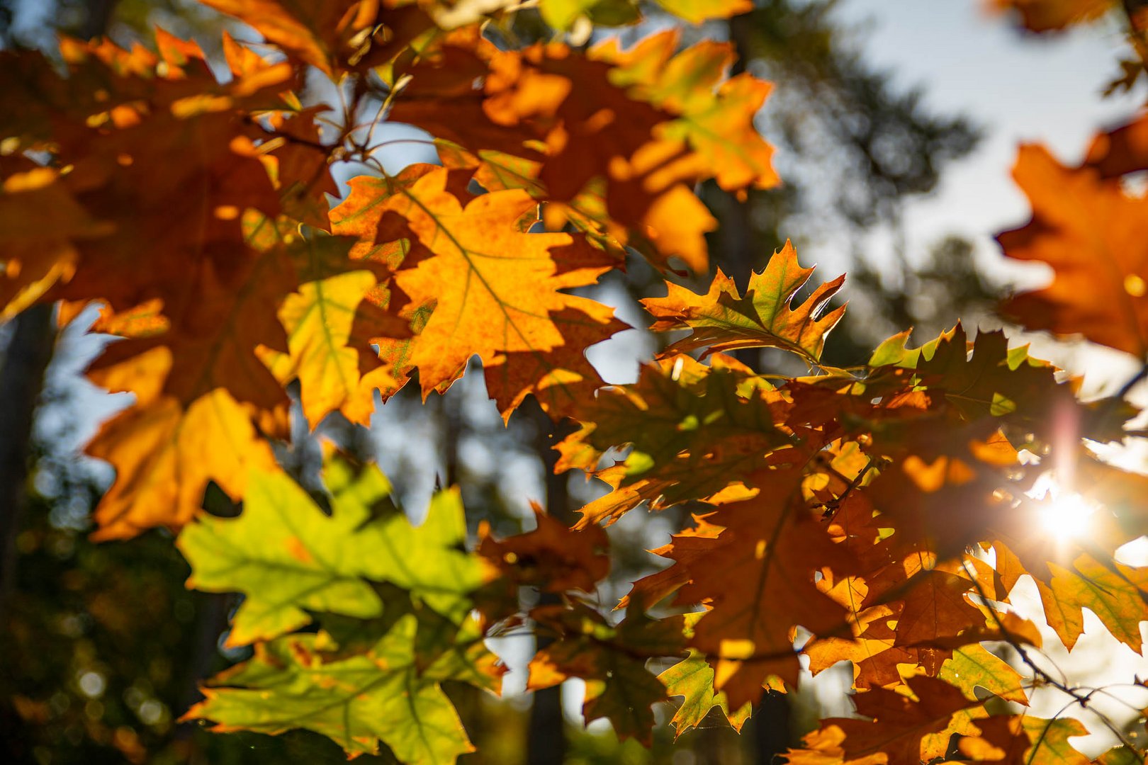 Herbstlicht