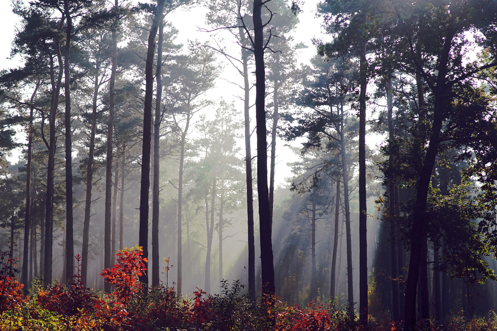 Herbstlicht