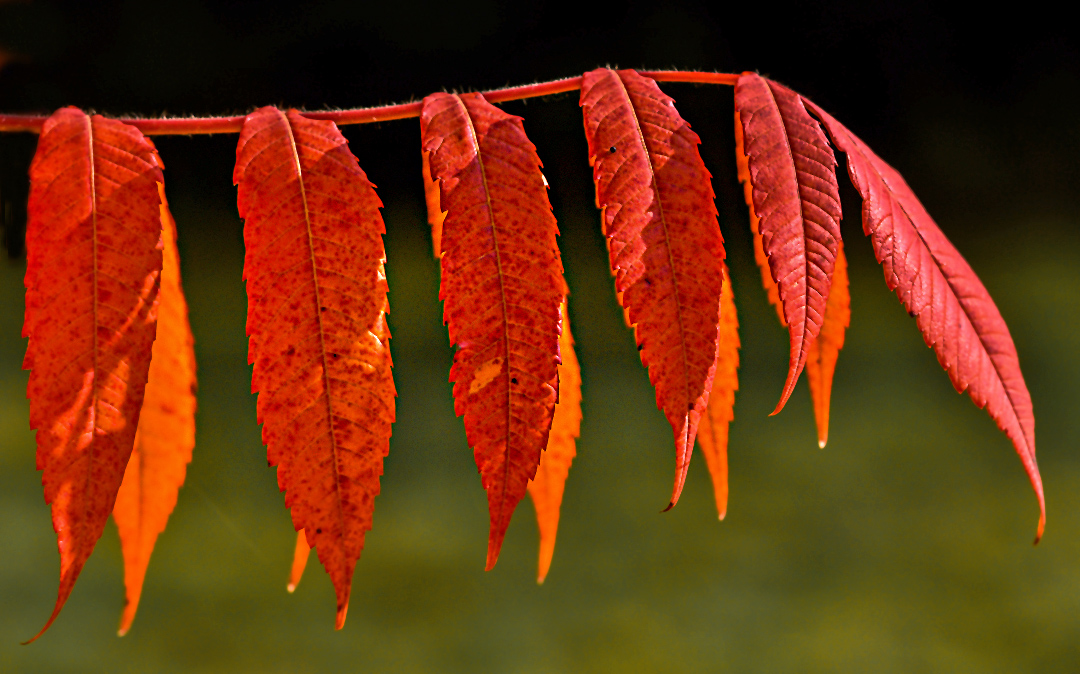 Herbstlicht