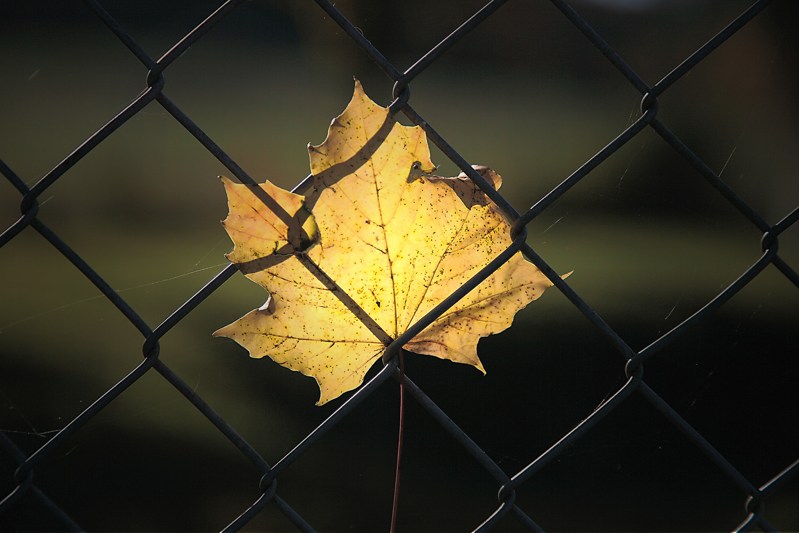 Herbstlicht