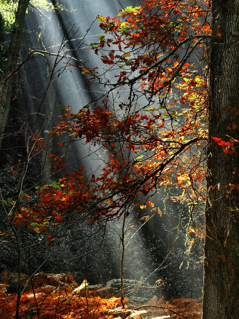 Herbstlicht