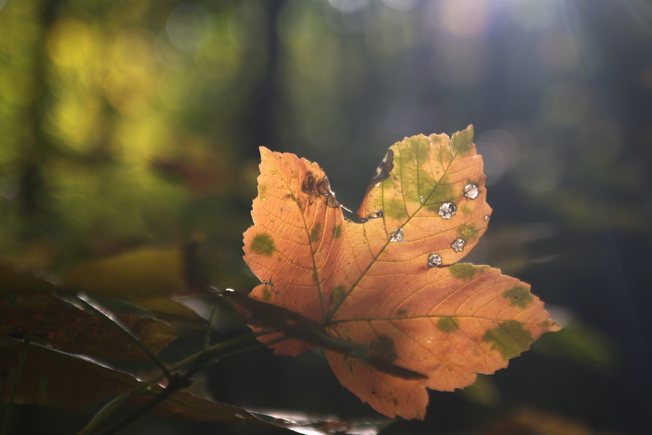 Herbstlicht