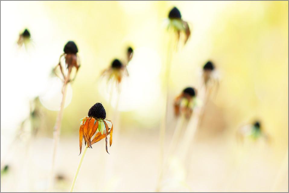 Herbstlicht