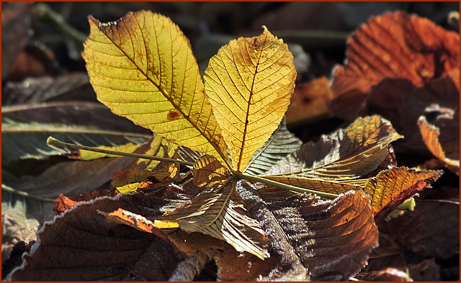 ~ Herbstlicht ~