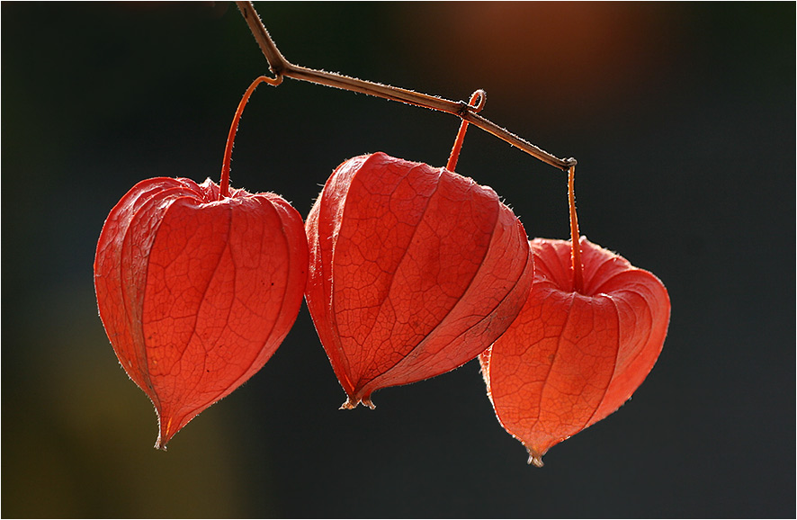 Herbstlich(t)