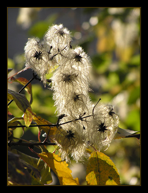 Herbstlich(t)