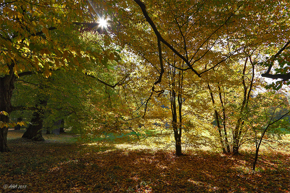 Herbstlicht