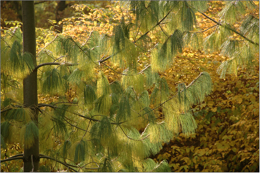 Herbstlich(t)