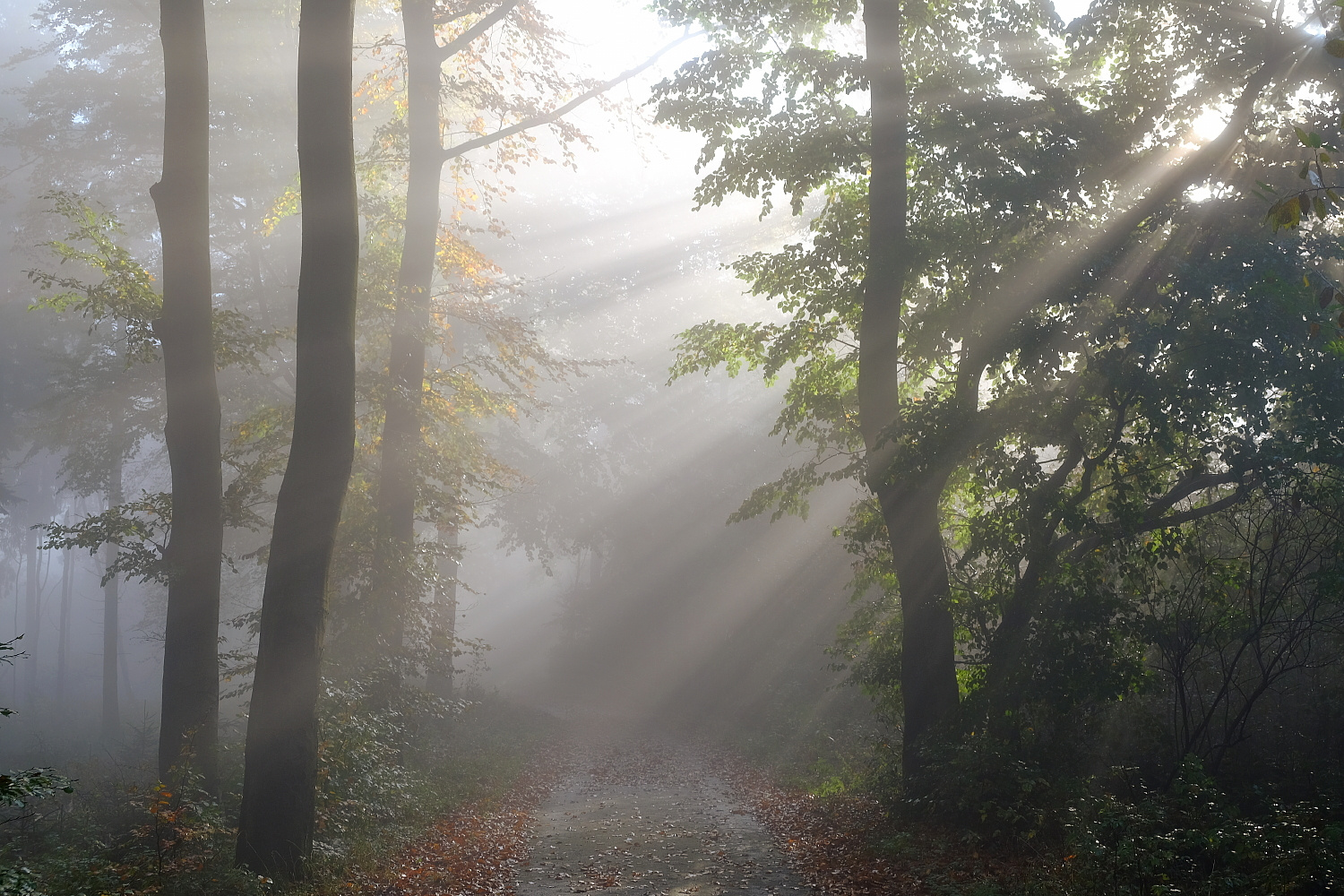 Herbstlicht