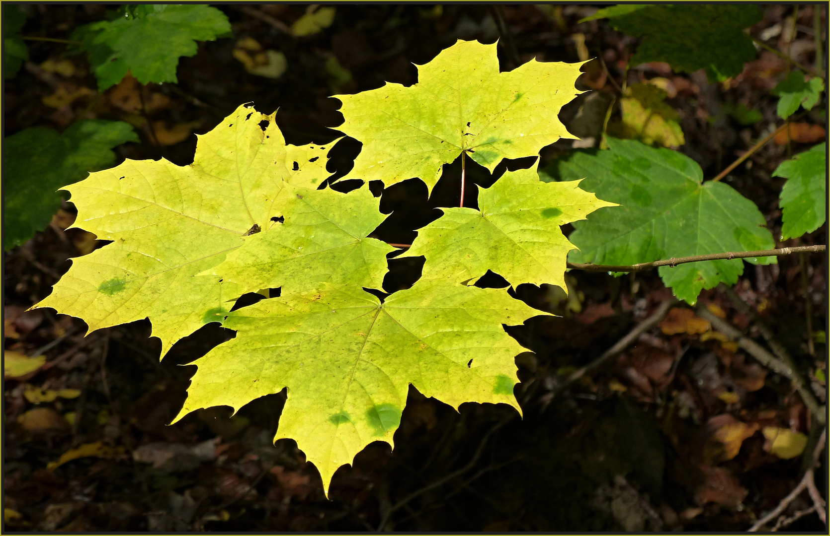 HERBSTLICH(T)