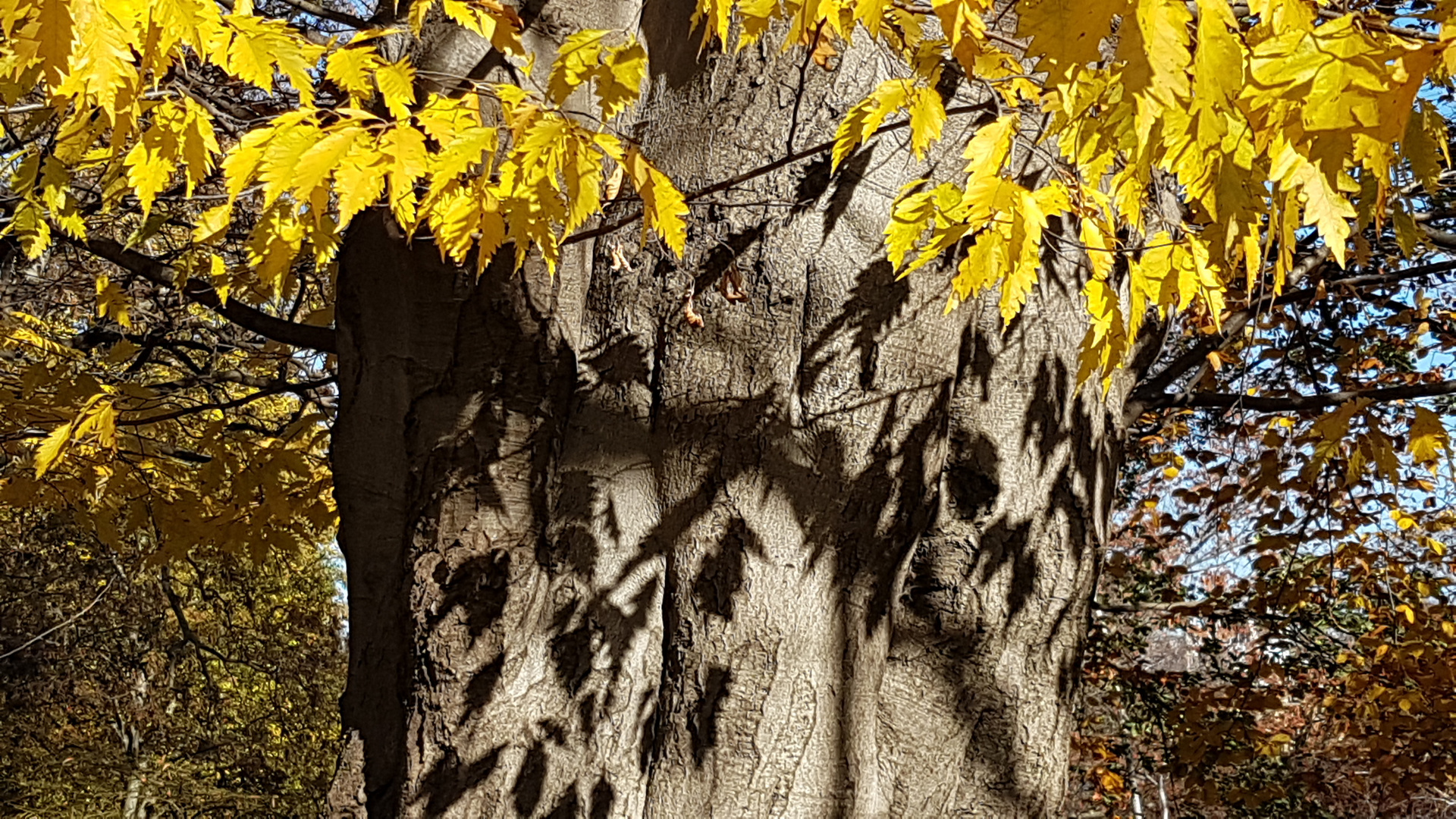 herbstlicht