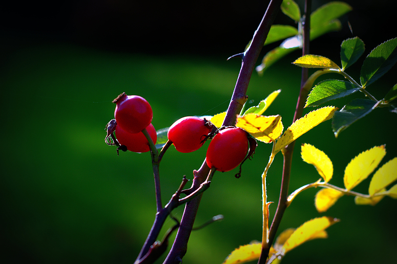 Herbstlicht