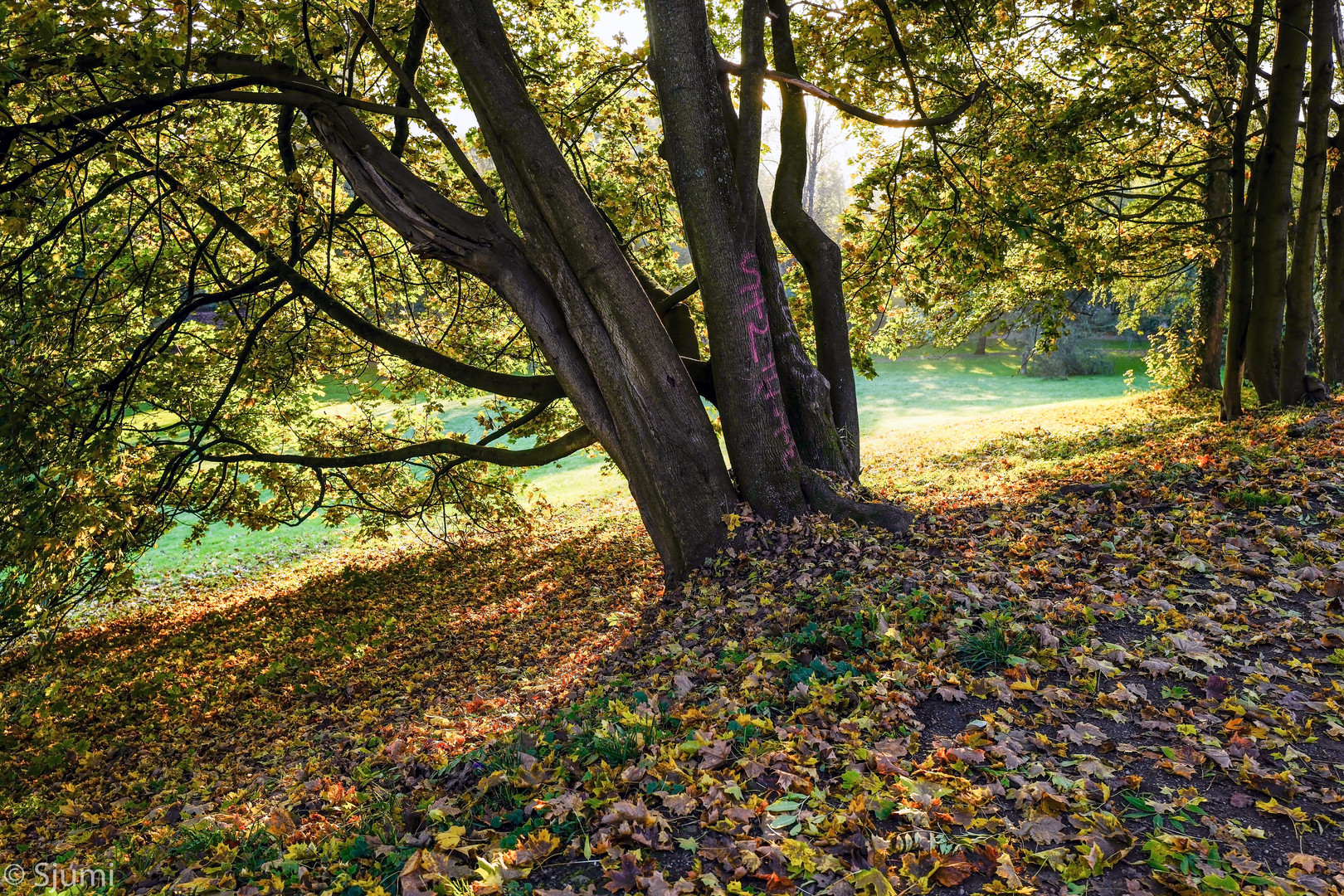 Herbstlicht