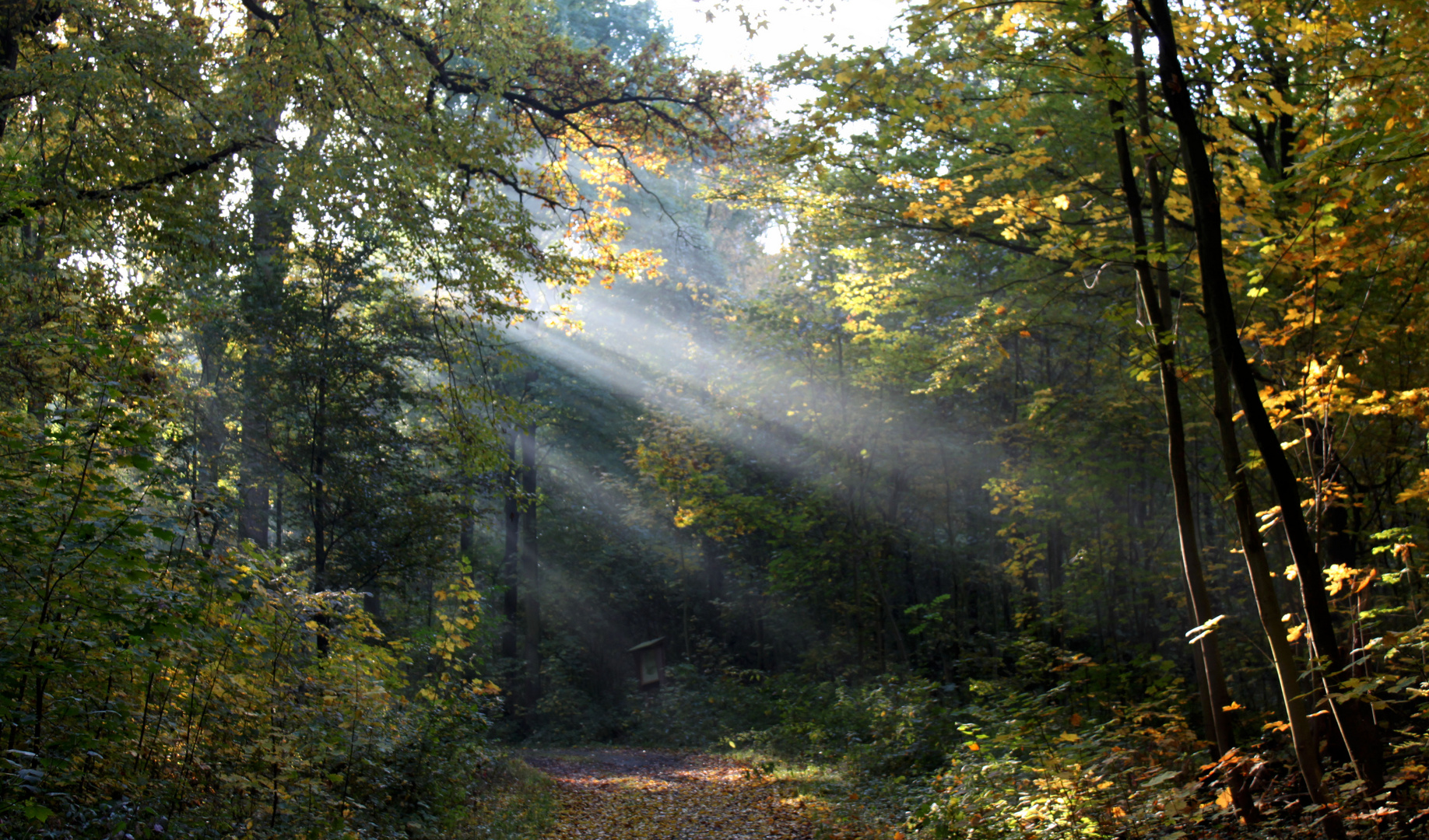 Herbstlich(t)