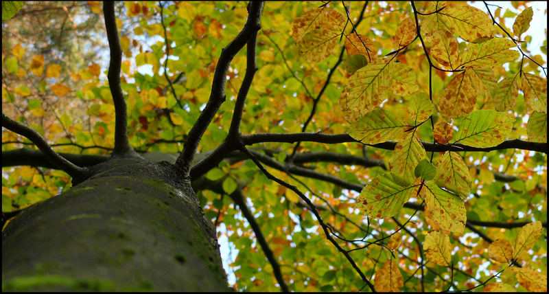 Herbstlicht