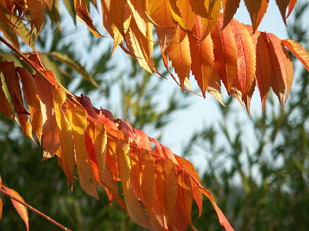 HerbstLicht...