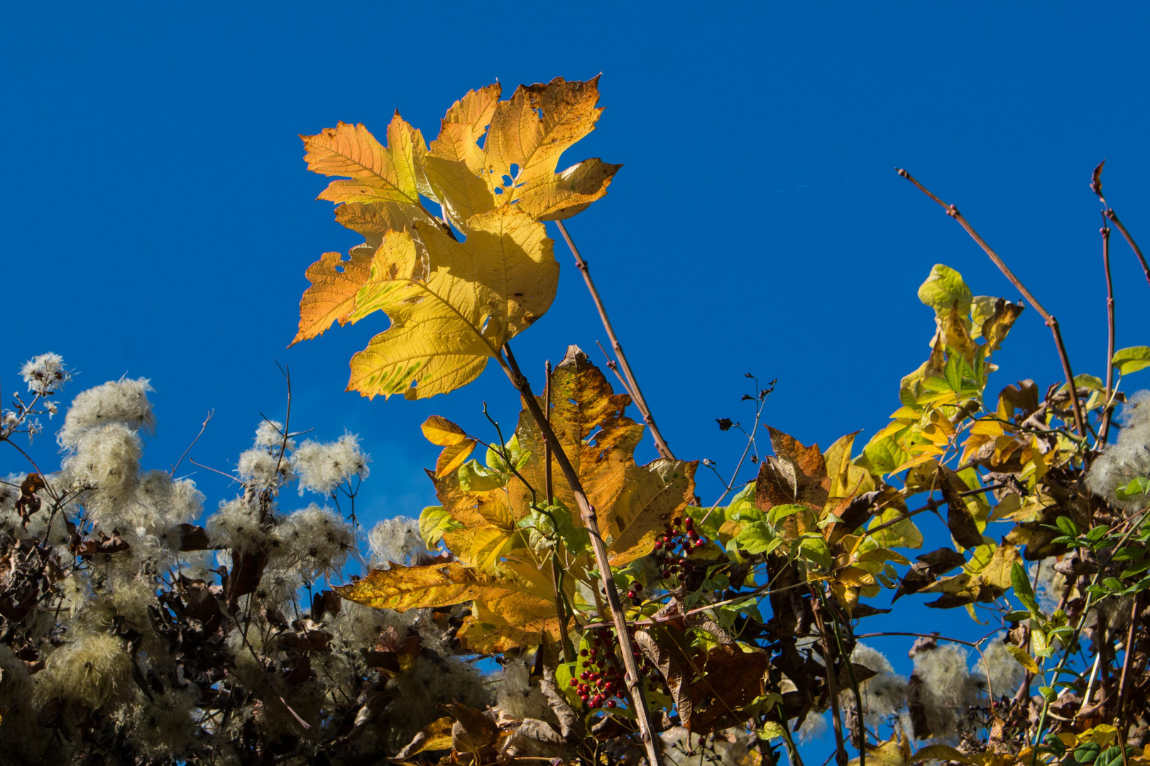 Herbstlicht