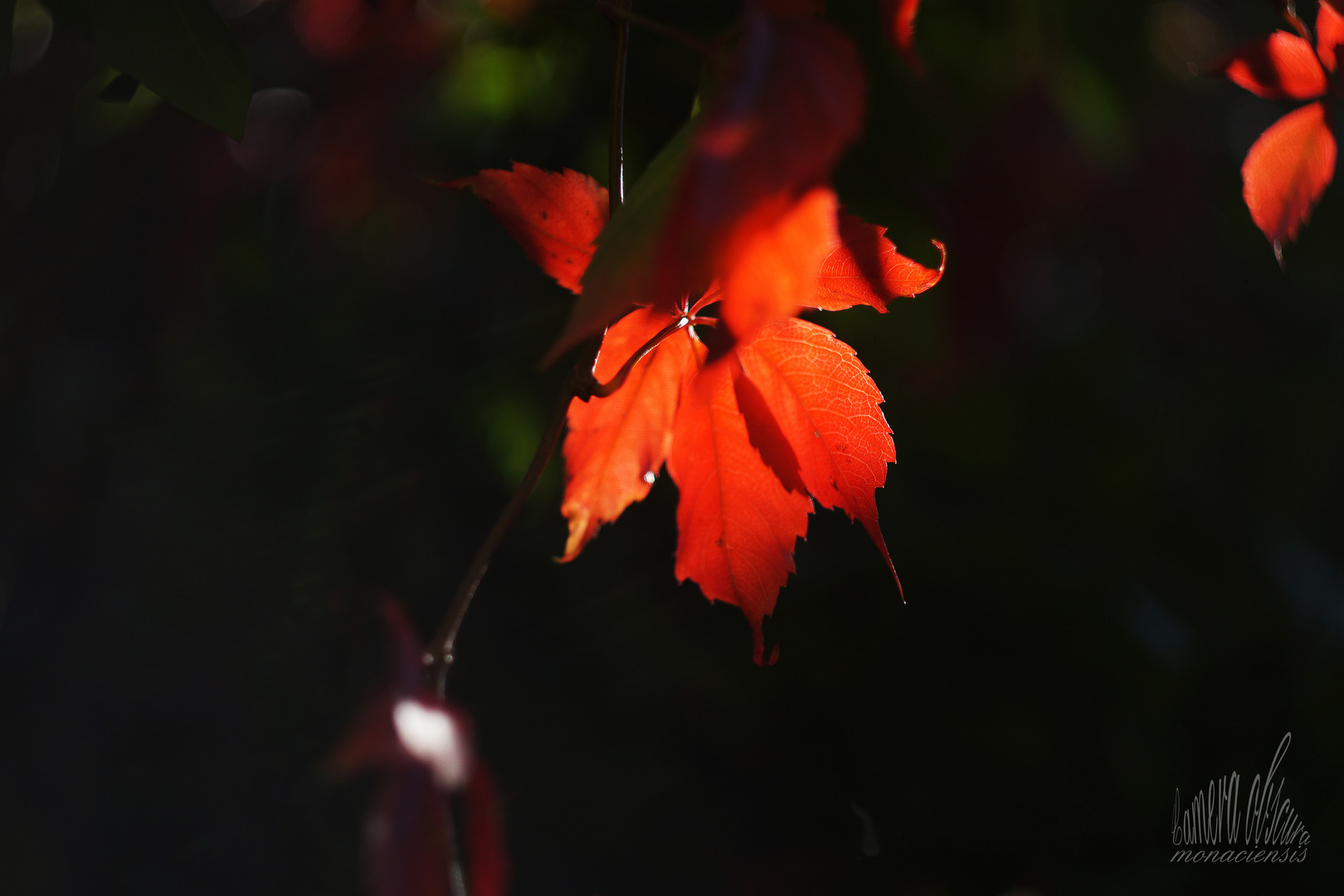 Herbstlicht