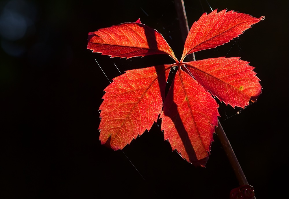 herbstlich(t)