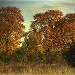 ~Herbstlicht~