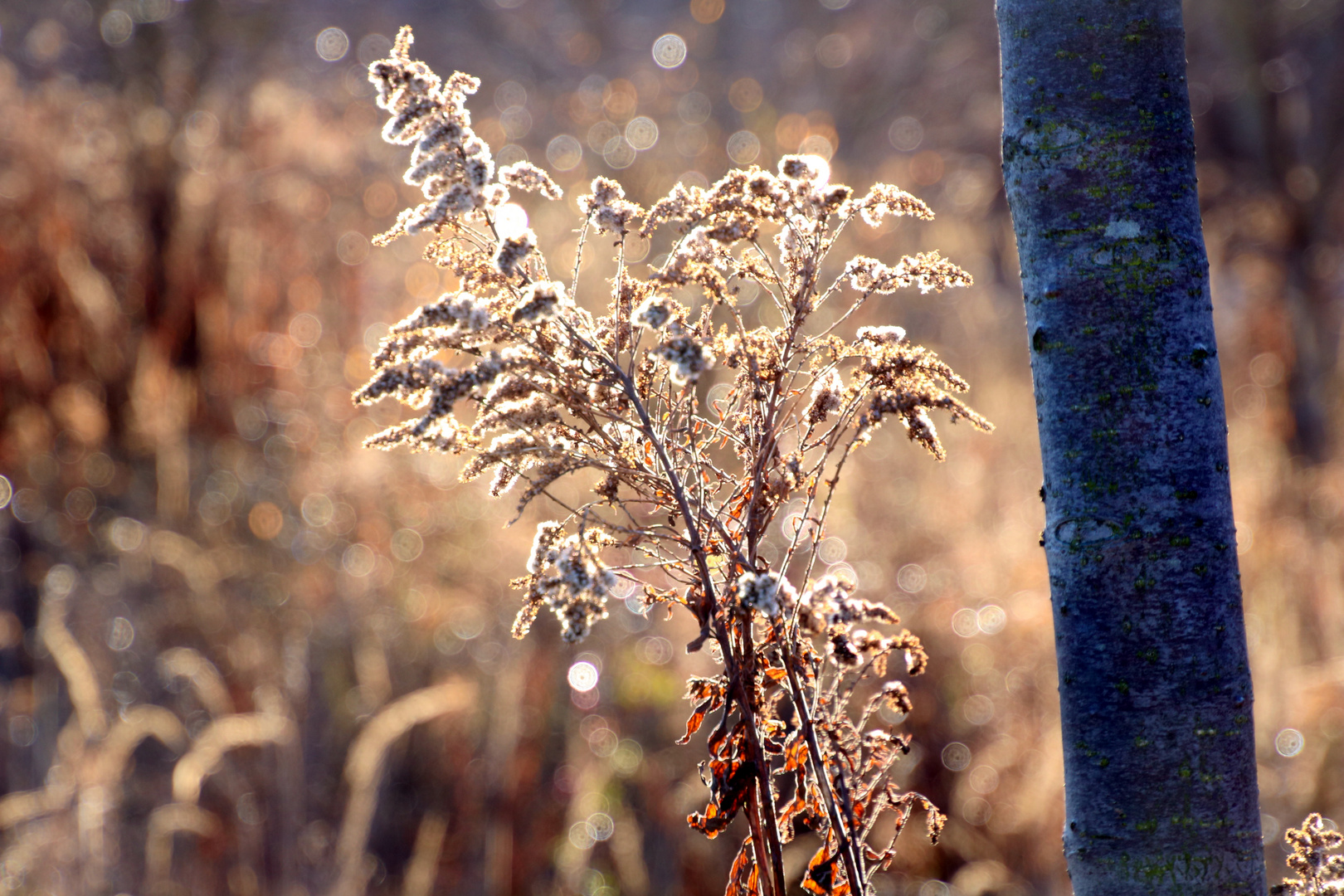 HerbstLicht