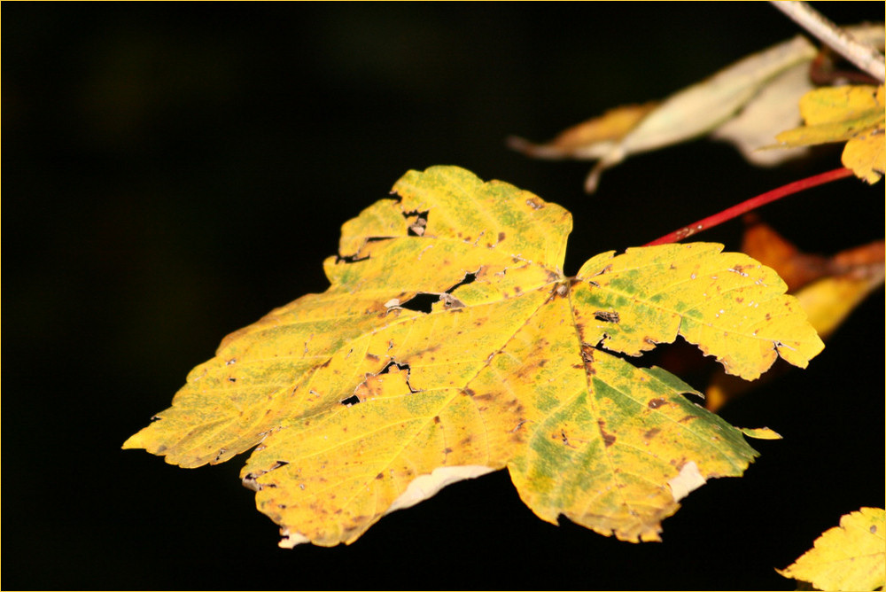 Herbstlicht