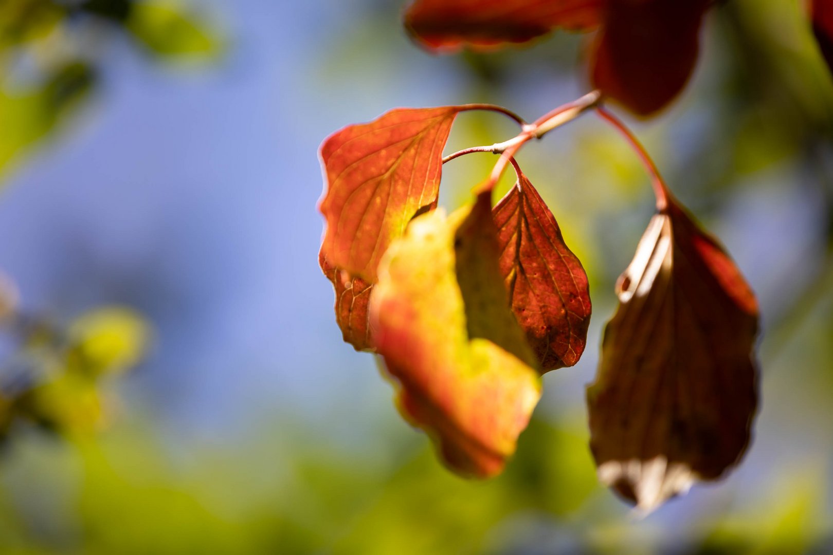 Herbstlicht