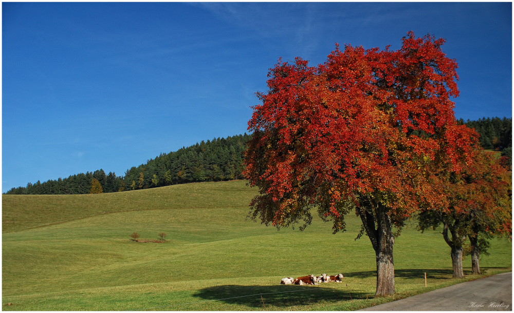 Herbstlicht