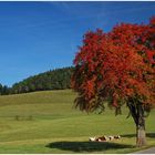 Herbstlicht