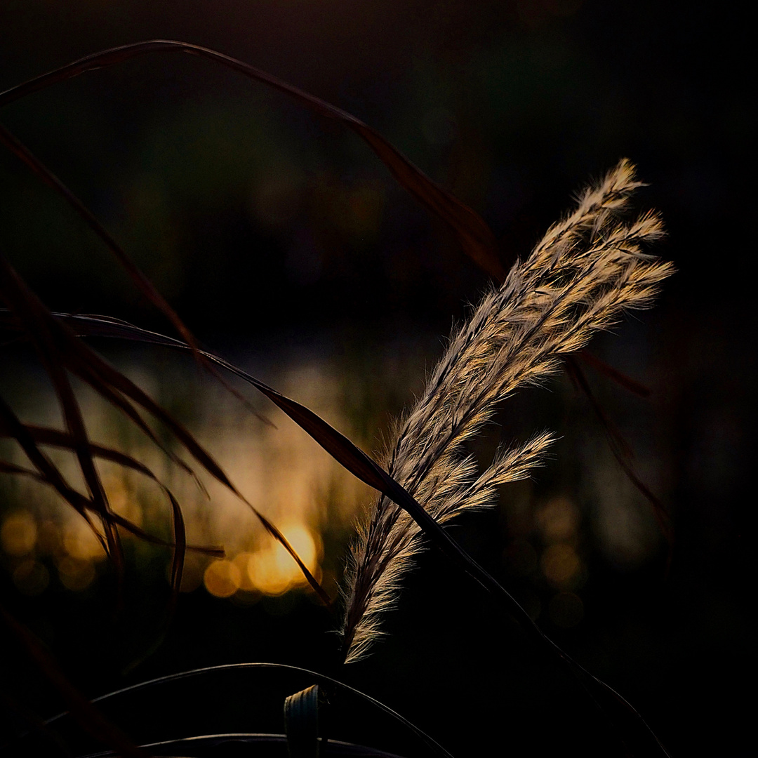 Herbstlicht am Abend