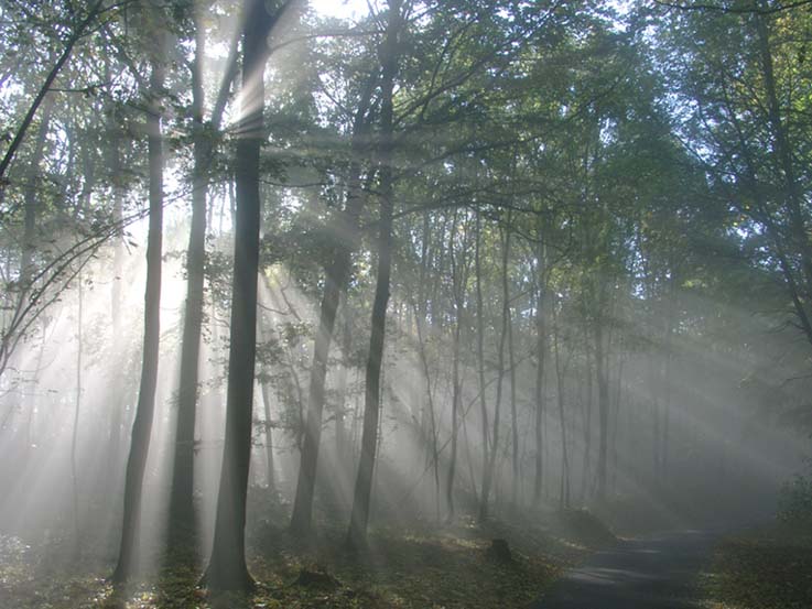 Herbstlicht am Auerbacher Schloß