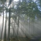 Herbstlicht am Auerbacher Schloß