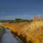 Herbstlicht am Deich