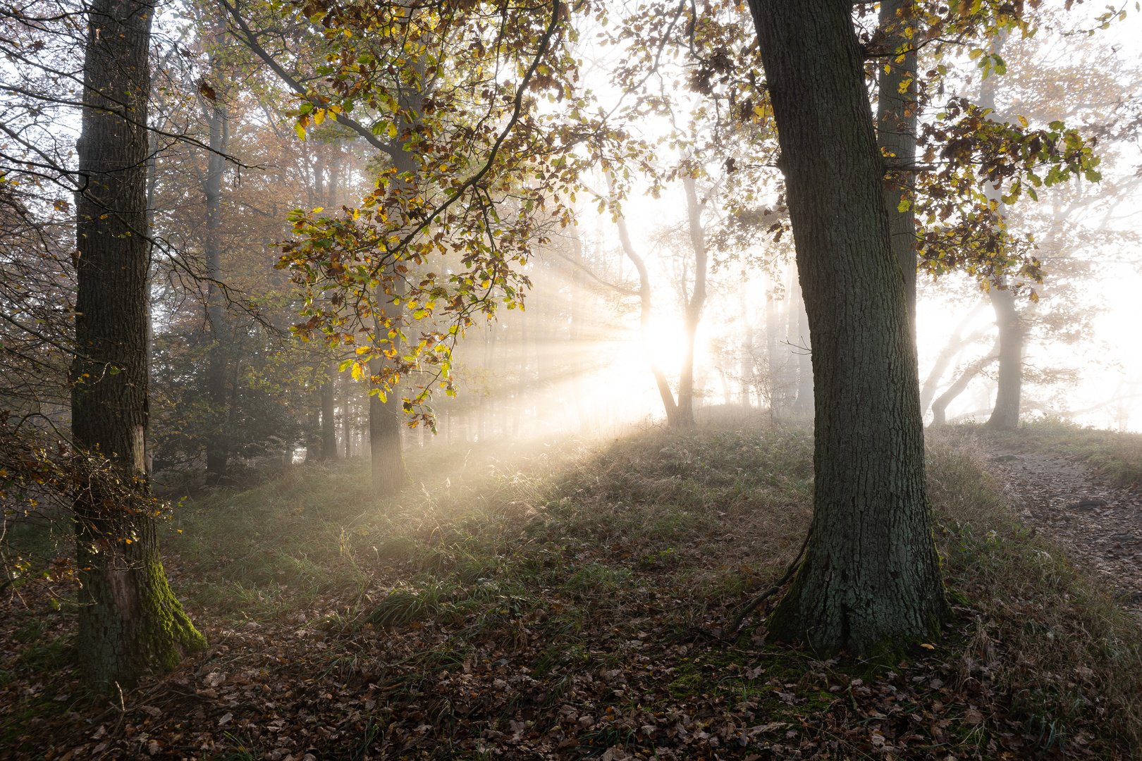 Herbstlicht am Gaisberg