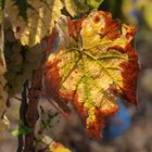 Herbstlicht am Mittelrhein