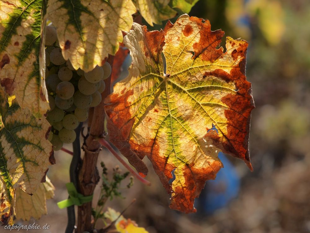 Herbstlicht am Mittelrhein