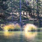 Herbstlicht am Möserer See Tirol