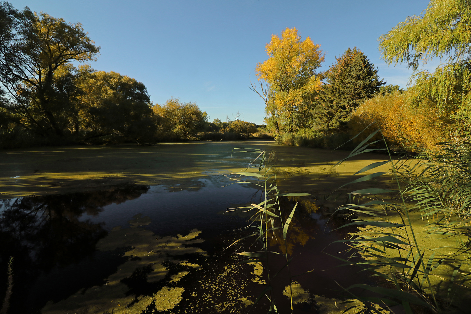 Herbstlicht am Teich