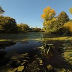 Herbstlicht am Teich