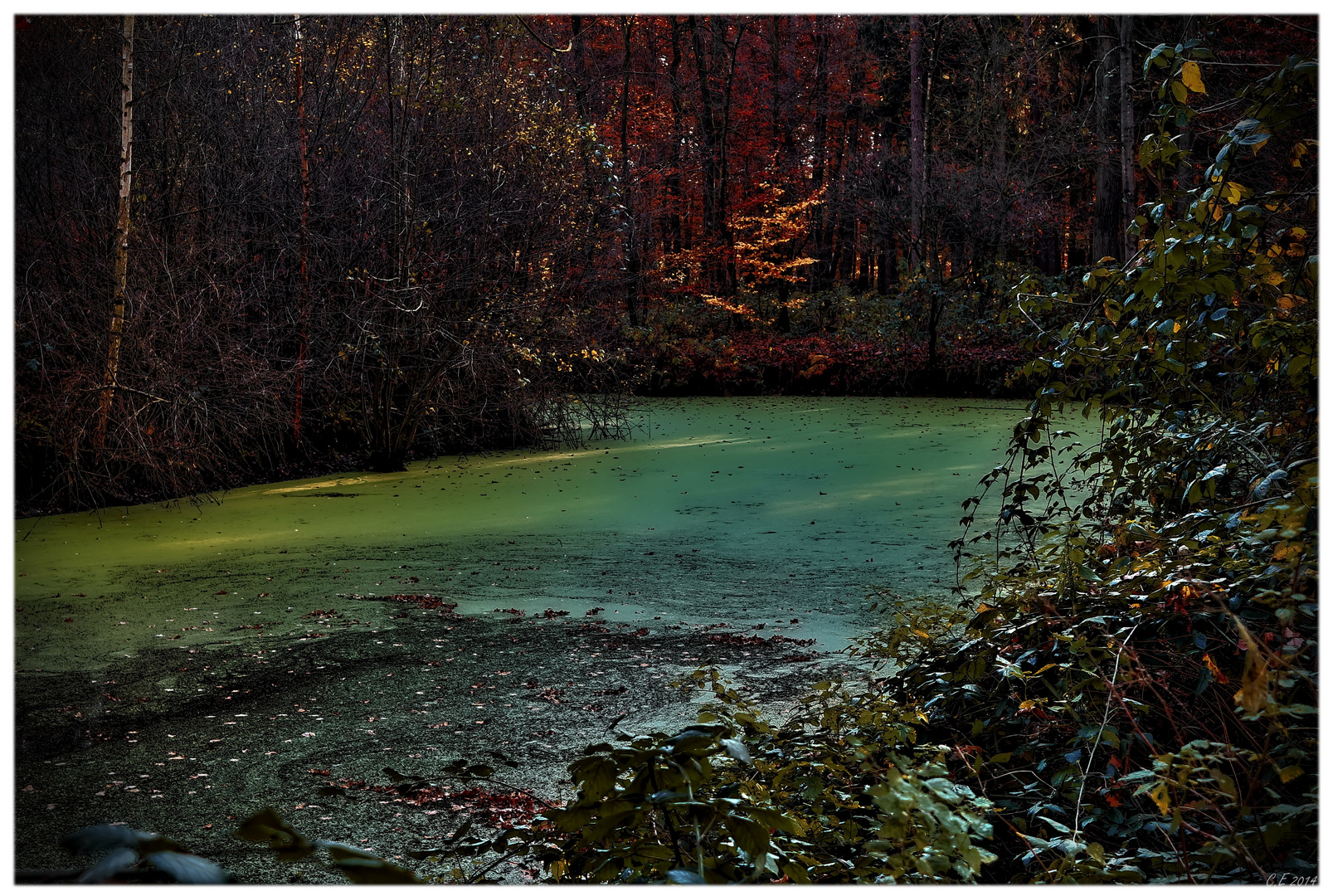 Herbstlicht am Waldsee