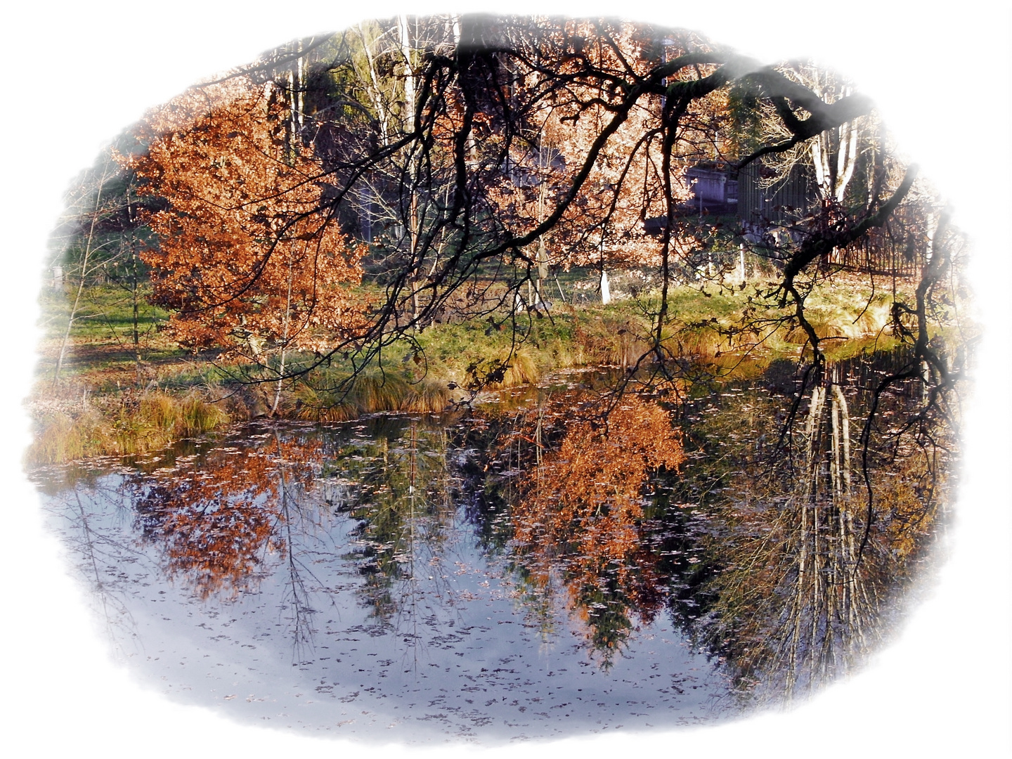 Herbstlicht am Weiher