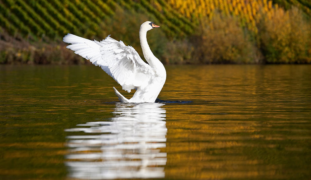 Herbstlicht an der Mosel