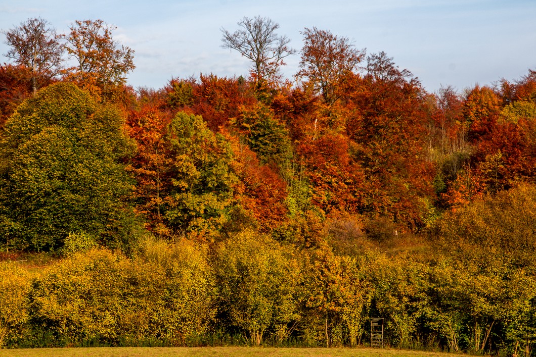 Herbstlicht auf Baumbestand im Harz