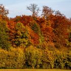 Herbstlicht auf Baumbestand im Harz