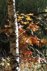 Herbstlicht auf den Bäumen