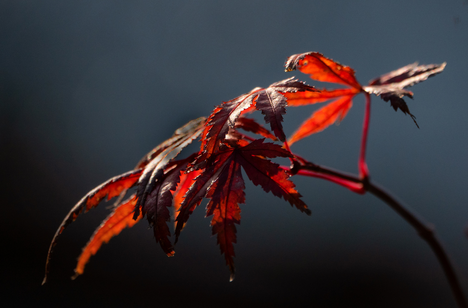 Herbstlicht auf Fächerahorn