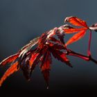 Herbstlicht auf Fächerahorn