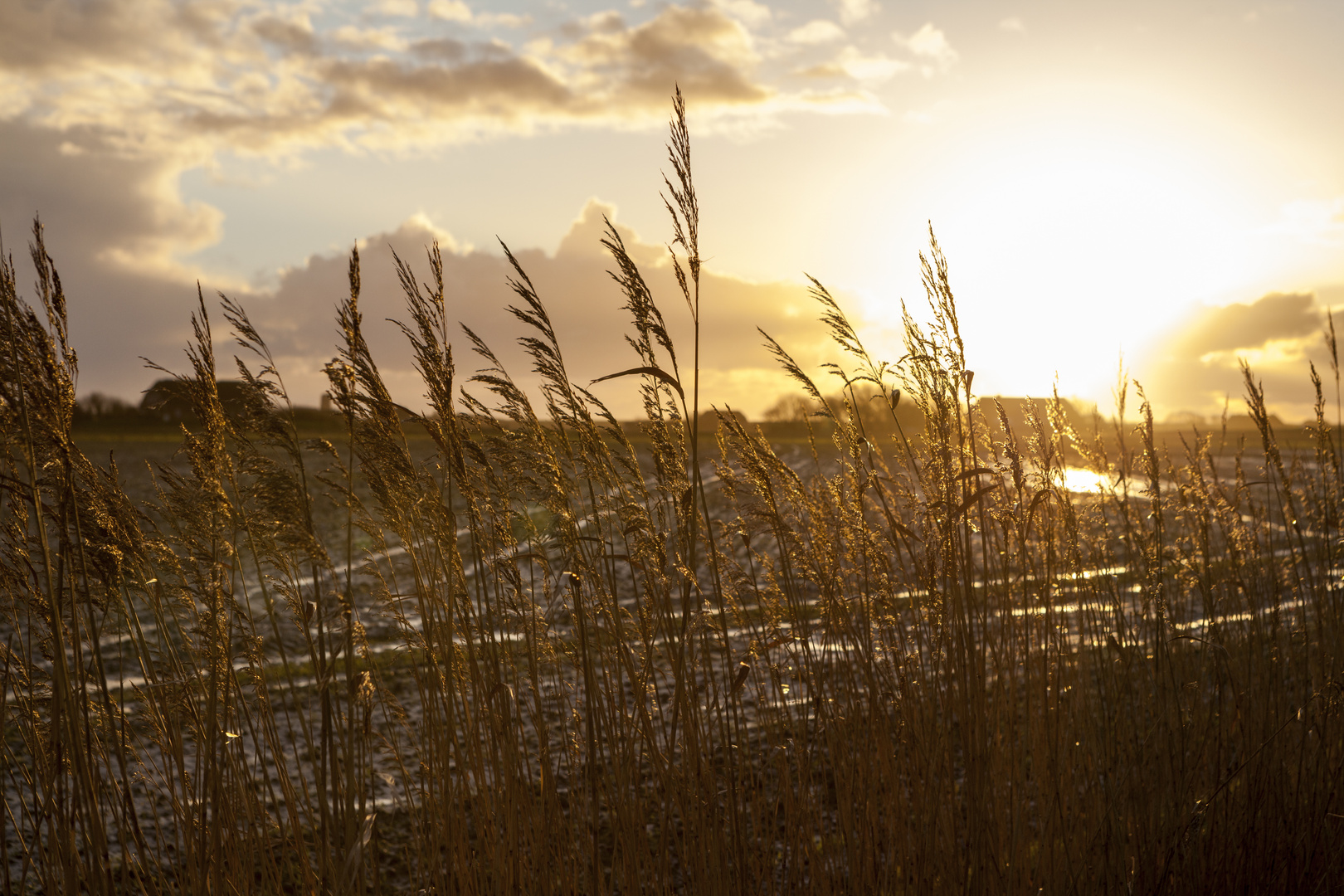 Herbstlicht auf Pellworm