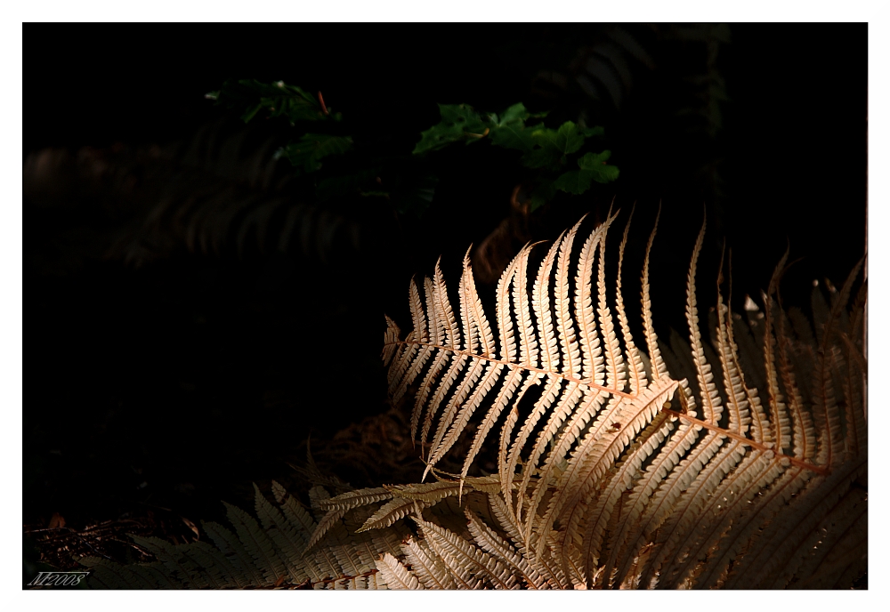 Herbstlicht / autumn light